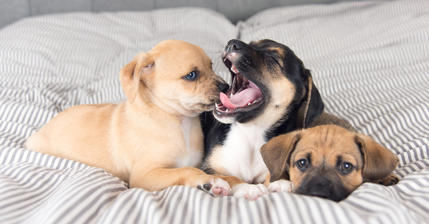 7 Behaviors To Look Out For With A New Puppy