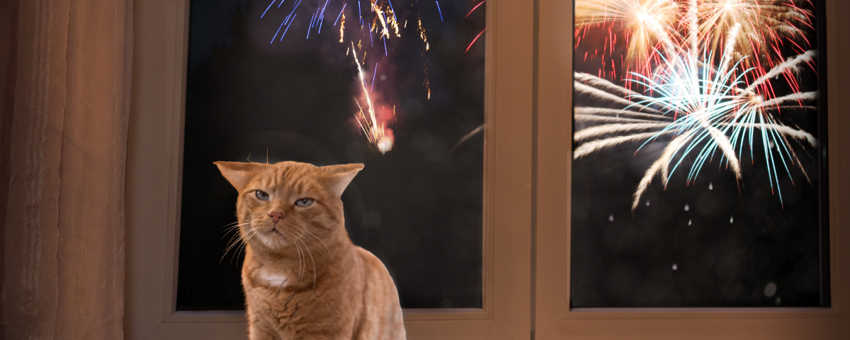 Looking After Your Pet During Fireworks