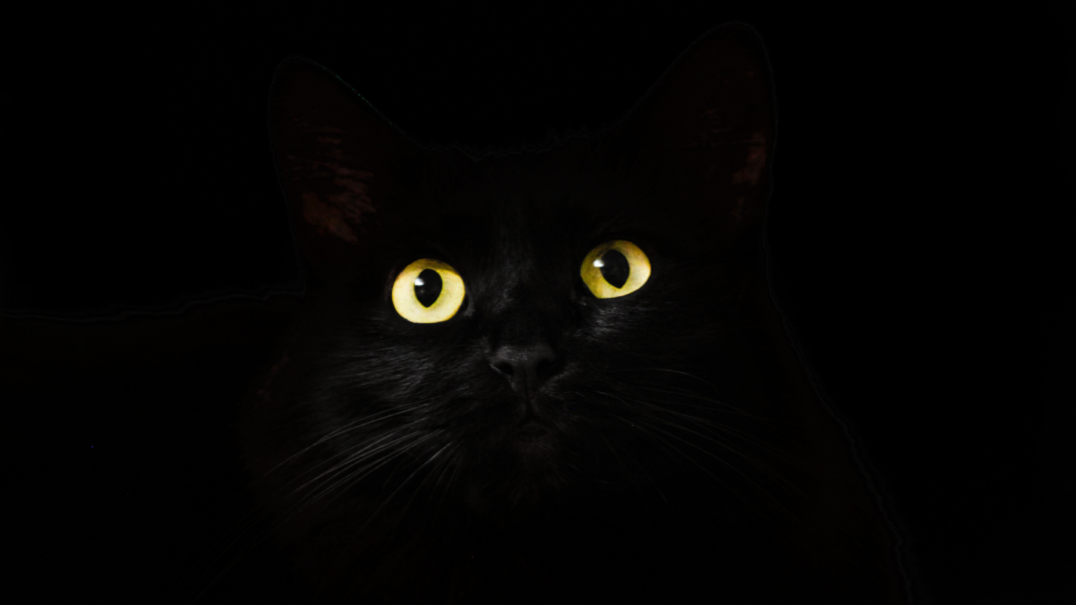 yellow cat eyes on black background