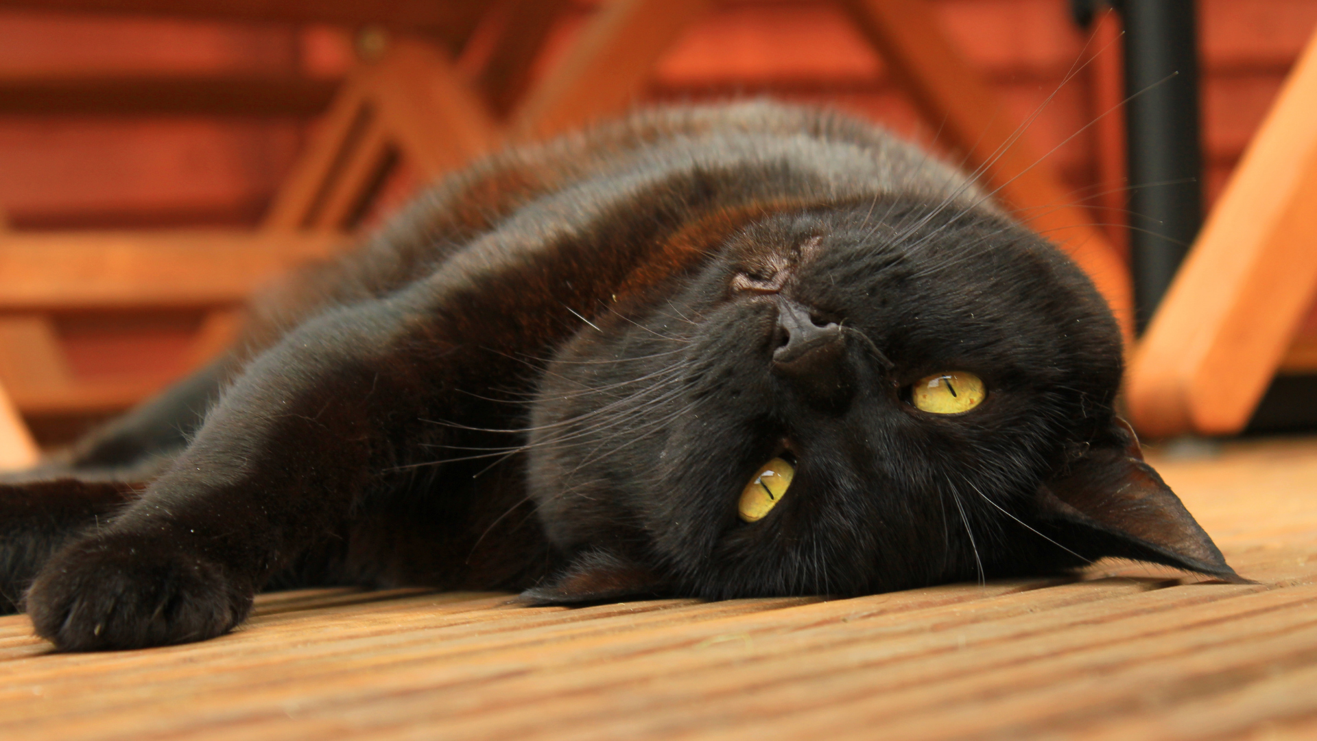black cat lying on wooden floor