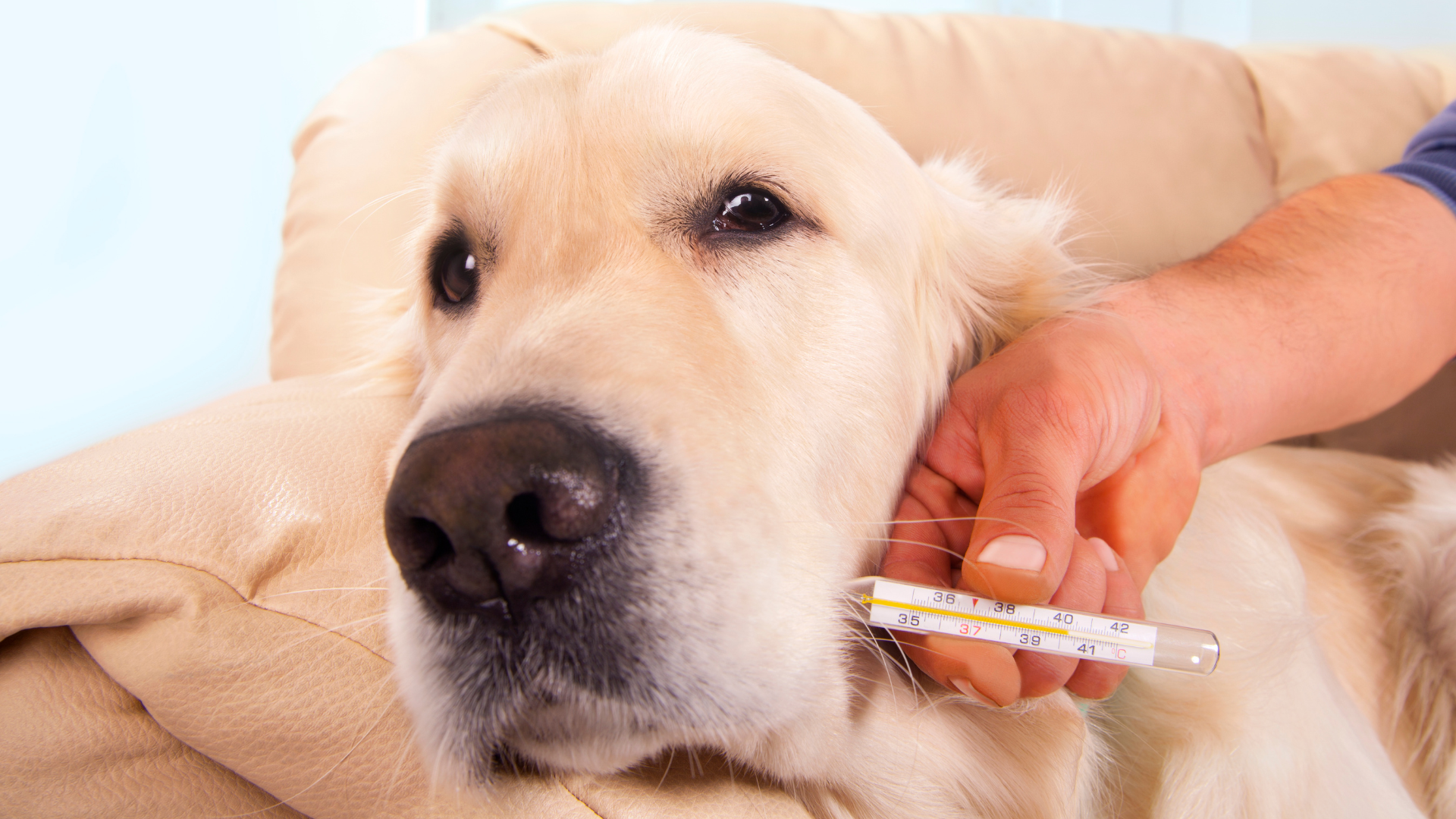 Signs Your Dog Needs Emergency Vet Care